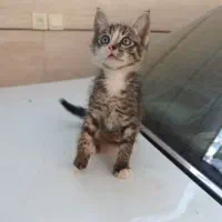 بچه گربه