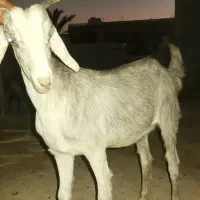 بز تیشتر داشتی