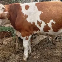 گوساله ی لوکس و نامبروان ترکمن