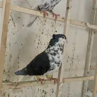 کفتر پرشی30 تا  پای هم جفتی 550