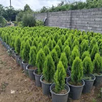 فروش  انواع کامیس گلدان ۱۲ و یاس هلندی قیمت مناسب