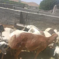 انواع گوسفند زنده  (شهرستان بافت )