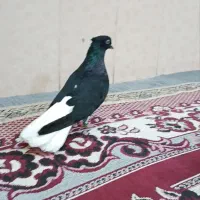 اشعل نر ماده جوان