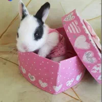 مینی خ رگوش