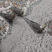 جوجه عروس هلندی سینامون نرمه خور