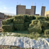 یونجه درجه داخل کونی