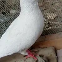 کبوتر آلمانی سفید