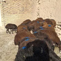 28 راس بره نرینه