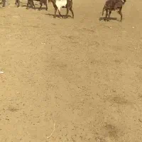 18راس بز نجدی واکسن خورده داشتی