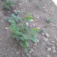 نهال و قلمه درخت توت قرمز دانه ۴۰ هزار
