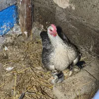 مرغ مادر با ۲۳ عددجوجه