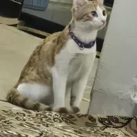گربه