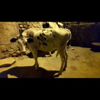 گوساله