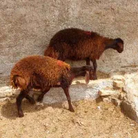 فروش دو عدد بره ماده هترو