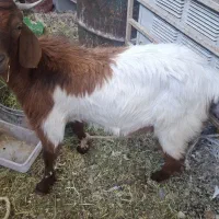 کهره نر(چپشت) چاق جوخوار