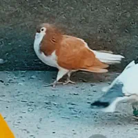 نر ساده زرد قلدر