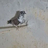 ماده کفتر