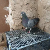 ماده ابلغ سبز