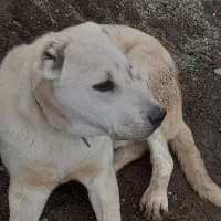 مژدگانی هر کس ببینه وزنگ بزنه هر چی بخوادمیدم