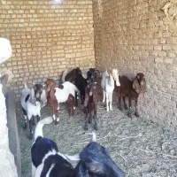 کولار بزغاله پاکستانی