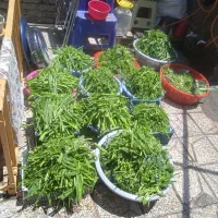 سبزی قورمه