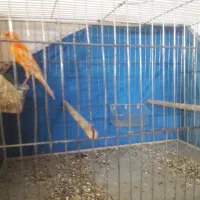 قناری نر ردفاکتور شلاقی