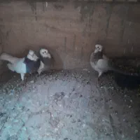 کبوتر نرطوقی مهر خفت و جفت جوجه طوقی شکلاتی مهر