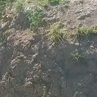 سگ پامر