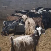 فروش کهره ۶ماه