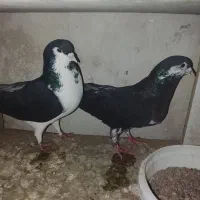 کفتر ساده و ساده افشون