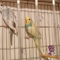 دوجفت مرغ عشق رنگ خاص