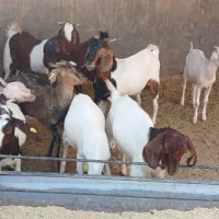 کره نر وماده