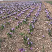 پیاز زعفران