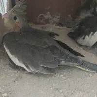 جوجه عروس هلندی
