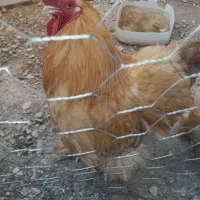 مرغ وخروس برهما