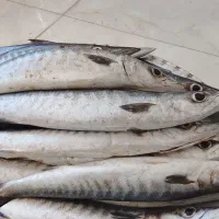 دقلمی