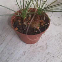 ساکولنت آلبوکا