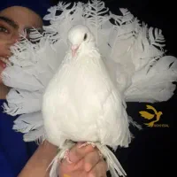کبوتر زینتی چتری آمریکایی دمچتری دم چتری