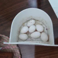 جفت عروس هلندی مولد