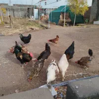 مرغ و خروس محلی