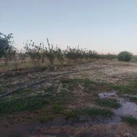 زمین باغ|فروش دفتر صنعتی، کشاورزی، تجاری|مبارکه, |دیوار