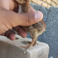 مرغ لاری به همراه یک جفت جوجه لاری