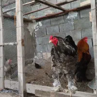 جوجه زینتی خاص و وارداتی برهما، کوشین، عثمانی