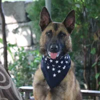 پانسیون شایلو(آموزش و پانسیون سگ گربه چالوس نوشهر)