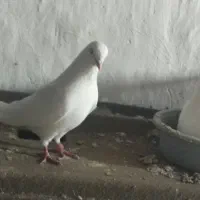 کبوتر