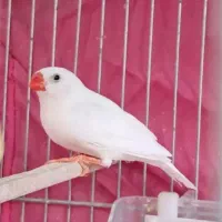 فنچ نر فروشی.باغ فیض
