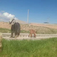 بز بزغاله سالم