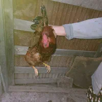 یک عدد خروس گلپایگانی
