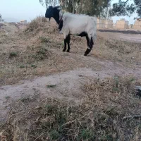 چبش بذری