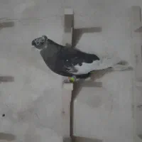 کفتر،|پرنده|شیراز, فخرآباد (دروازه کازرون)|دیوار